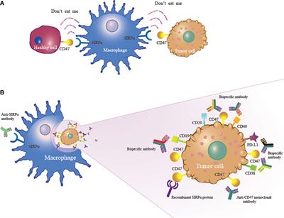 Opportunities and challenges for anti-CD47 antibodies in hematological malignancies